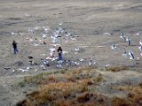 Feeding Seagulls.jpg